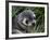 Antarctic Fur Seal (Arctocephalus Gazella), Husvik Island, Antarctic, Polar Regions-Thorsten Milse-Framed Photographic Print