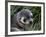 Antarctic Fur Seal (Arctocephalus Gazella), Husvik Island, Antarctic, Polar Regions-Thorsten Milse-Framed Photographic Print