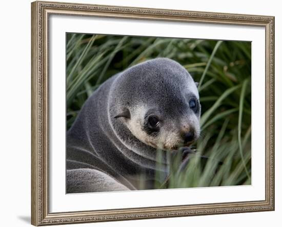 Antarctic Fur Seal (Arctocephalus Gazella), Husvik Island, Antarctic, Polar Regions-Thorsten Milse-Framed Photographic Print