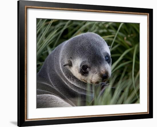 Antarctic Fur Seal (Arctocephalus Gazella), Husvik Island, Antarctic, Polar Regions-Thorsten Milse-Framed Photographic Print