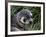 Antarctic Fur Seal (Arctocephalus Gazella), Husvik Island, Antarctic, Polar Regions-Thorsten Milse-Framed Photographic Print