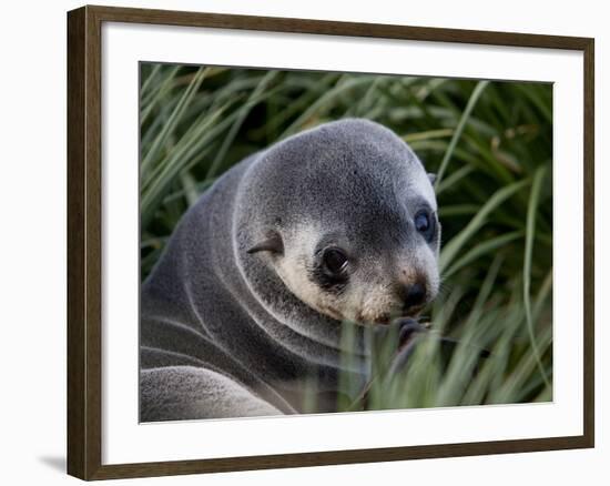 Antarctic Fur Seal (Arctocephalus Gazella), Husvik Island, Antarctic, Polar Regions-Thorsten Milse-Framed Photographic Print