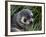 Antarctic Fur Seal (Arctocephalus Gazella), Husvik Island, Antarctic, Polar Regions-Thorsten Milse-Framed Photographic Print