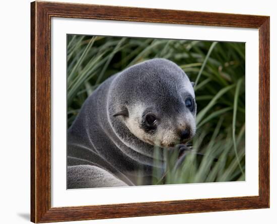 Antarctic Fur Seal (Arctocephalus Gazella), Husvik Island, Antarctic, Polar Regions-Thorsten Milse-Framed Photographic Print