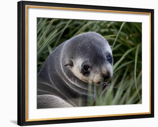 Antarctic Fur Seal (Arctocephalus Gazella), Husvik Island, Antarctic, Polar Regions-Thorsten Milse-Framed Photographic Print