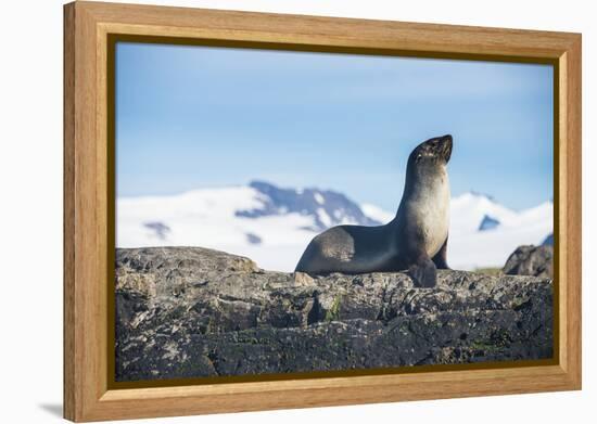 Antarctic fur seal (Arctocephalus gazella), Salisbury plain, South Georgia, Antarctica, Polar Regio-Michael Runkel-Framed Premier Image Canvas