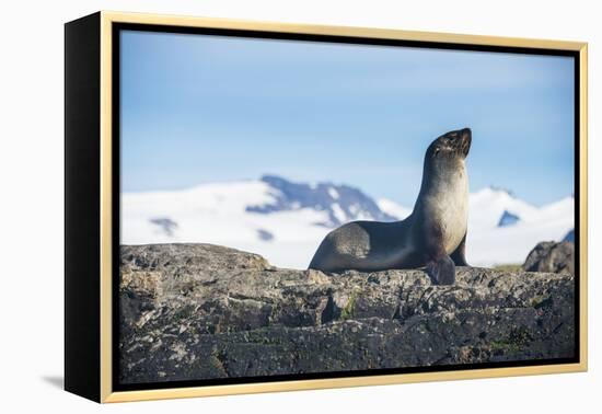 Antarctic fur seal (Arctocephalus gazella), Salisbury plain, South Georgia, Antarctica, Polar Regio-Michael Runkel-Framed Premier Image Canvas