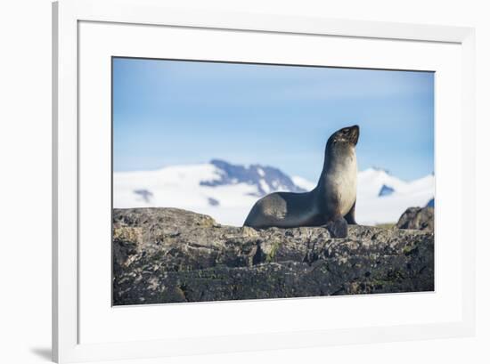 Antarctic fur seal (Arctocephalus gazella), Salisbury plain, South Georgia, Antarctica, Polar Regio-Michael Runkel-Framed Photographic Print