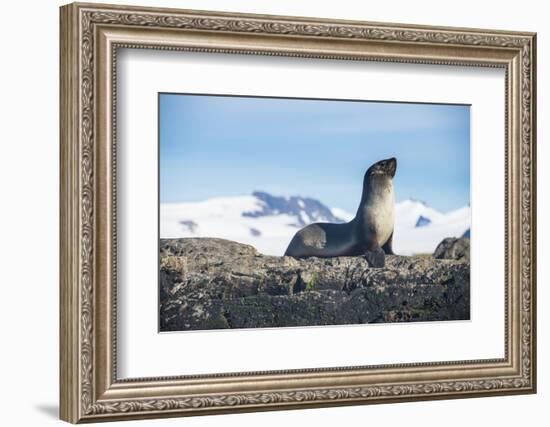 Antarctic fur seal (Arctocephalus gazella), Salisbury plain, South Georgia, Antarctica, Polar Regio-Michael Runkel-Framed Photographic Print