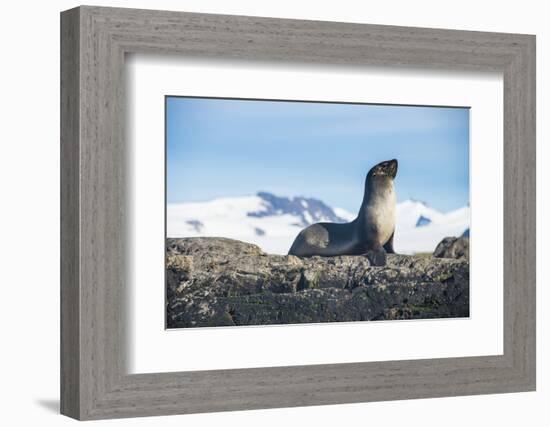 Antarctic fur seal (Arctocephalus gazella), Salisbury plain, South Georgia, Antarctica, Polar Regio-Michael Runkel-Framed Photographic Print