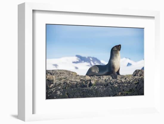Antarctic fur seal (Arctocephalus gazella), Salisbury plain, South Georgia, Antarctica, Polar Regio-Michael Runkel-Framed Photographic Print
