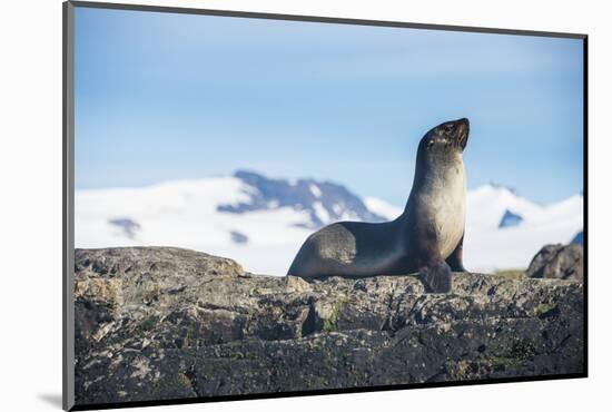 Antarctic fur seal (Arctocephalus gazella), Salisbury plain, South Georgia, Antarctica, Polar Regio-Michael Runkel-Mounted Photographic Print