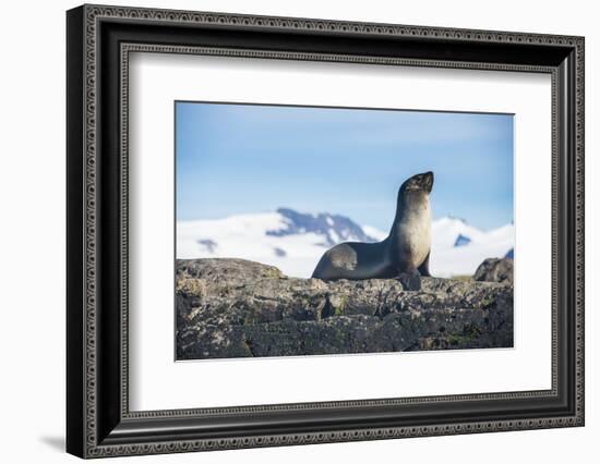 Antarctic fur seal (Arctocephalus gazella), Salisbury plain, South Georgia, Antarctica, Polar Regio-Michael Runkel-Framed Photographic Print