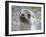 Antarctic Fur Seal (Arctocephalus gazella). South Georgia Island-Martin Zwick-Framed Photographic Print