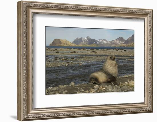 Antarctic Fur Seal at Haul-Out-Joe McDonald-Framed Photographic Print