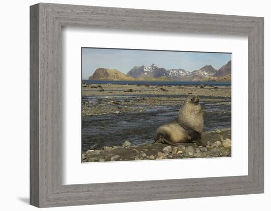 Antarctic Fur Seal at Haul-Out-Joe McDonald-Framed Photographic Print