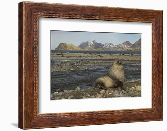 Antarctic Fur Seal at Haul-Out-Joe McDonald-Framed Photographic Print