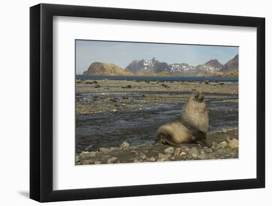 Antarctic Fur Seal at Haul-Out-Joe McDonald-Framed Photographic Print