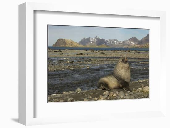 Antarctic Fur Seal at Haul-Out-Joe McDonald-Framed Photographic Print