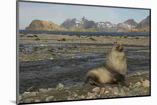 Antarctic Fur Seal at Haul-Out-Joe McDonald-Mounted Photographic Print