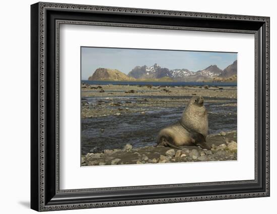 Antarctic Fur Seal at Haul-Out-Joe McDonald-Framed Photographic Print