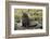 Antarctic Fur Seal at Haul-Out-Joe McDonald-Framed Photographic Print