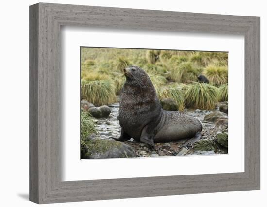 Antarctic Fur Seal at Haul-Out-Joe McDonald-Framed Photographic Print