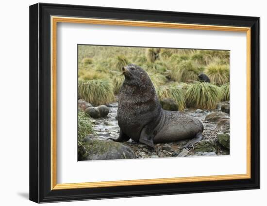 Antarctic Fur Seal at Haul-Out-Joe McDonald-Framed Photographic Print