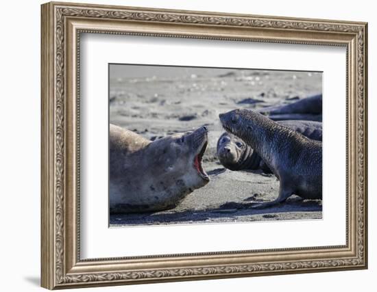 Antarctic fur seal, mother warning off curious juvenile. Gold Harbour, South Georgia-Tony Heald-Framed Photographic Print