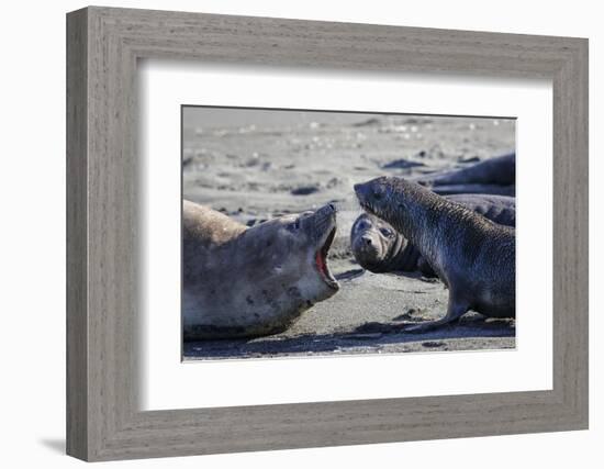 Antarctic fur seal, mother warning off curious juvenile. Gold Harbour, South Georgia-Tony Heald-Framed Photographic Print