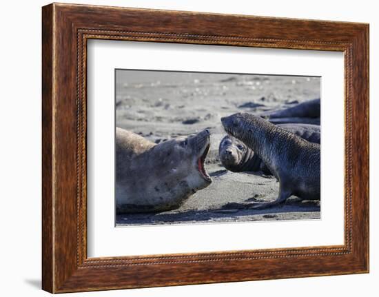 Antarctic fur seal, mother warning off curious juvenile. Gold Harbour, South Georgia-Tony Heald-Framed Photographic Print