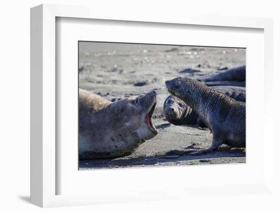 Antarctic fur seal, mother warning off curious juvenile. Gold Harbour, South Georgia-Tony Heald-Framed Photographic Print