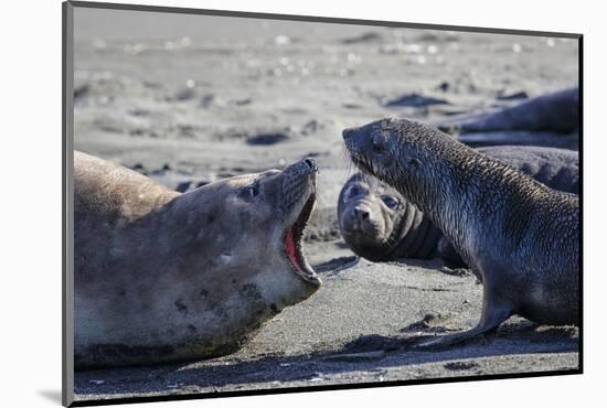 Antarctic fur seal, mother warning off curious juvenile. Gold Harbour, South Georgia-Tony Heald-Mounted Photographic Print