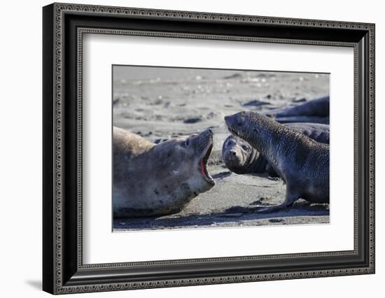 Antarctic fur seal, mother warning off curious juvenile. Gold Harbour, South Georgia-Tony Heald-Framed Photographic Print