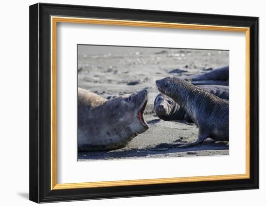 Antarctic fur seal, mother warning off curious juvenile. Gold Harbour, South Georgia-Tony Heald-Framed Photographic Print