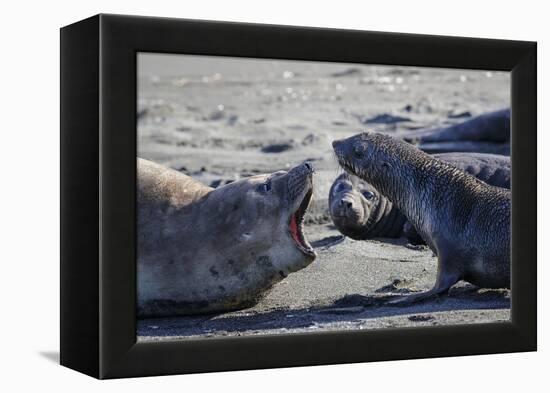 Antarctic fur seal, mother warning off curious juvenile. Gold Harbour, South Georgia-Tony Heald-Framed Premier Image Canvas