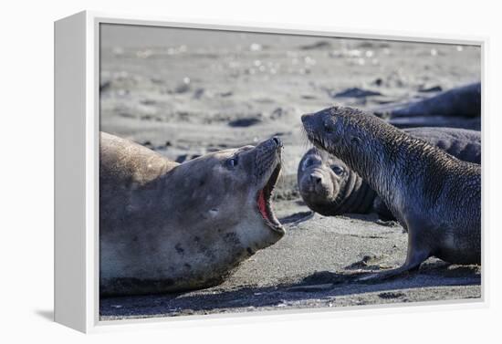 Antarctic fur seal, mother warning off curious juvenile. Gold Harbour, South Georgia-Tony Heald-Framed Premier Image Canvas