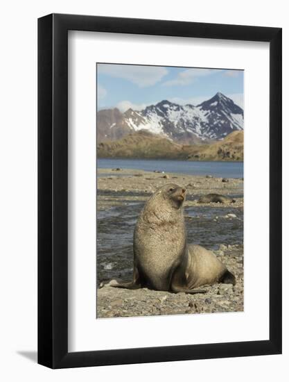 Antarctic Fur Seal on Shore-Joe McDonald-Framed Photographic Print