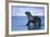 Antarctic Fur Seal Walking in Shallow Water-DLILLC-Framed Photographic Print