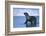 Antarctic Fur Seal Walking in Shallow Water-DLILLC-Framed Photographic Print