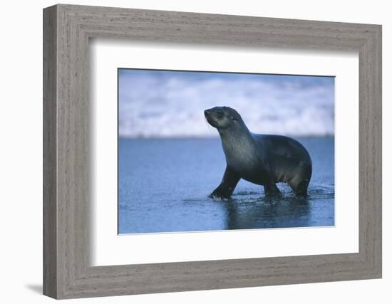 Antarctic Fur Seal Walking in Shallow Water-DLILLC-Framed Photographic Print