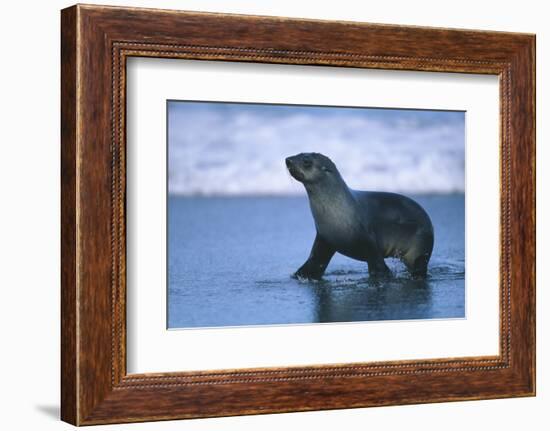 Antarctic Fur Seal Walking in Shallow Water-DLILLC-Framed Photographic Print