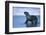 Antarctic Fur Seal Walking in Shallow Water-DLILLC-Framed Photographic Print