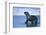 Antarctic Fur Seal Walking in Shallow Water-DLILLC-Framed Photographic Print