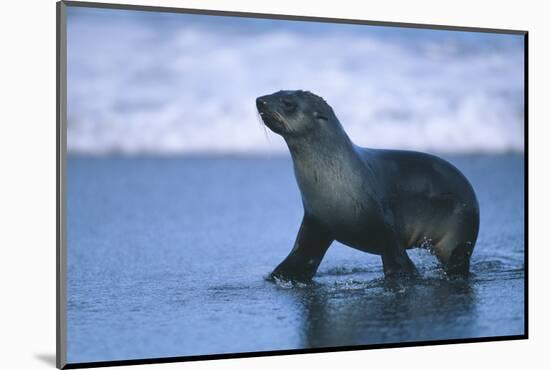 Antarctic Fur Seal Walking in Shallow Water-DLILLC-Mounted Photographic Print