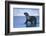 Antarctic Fur Seal Walking in Shallow Water-DLILLC-Framed Photographic Print