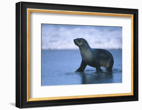 Antarctic Fur Seal Walking in Shallow Water-DLILLC-Framed Photographic Print