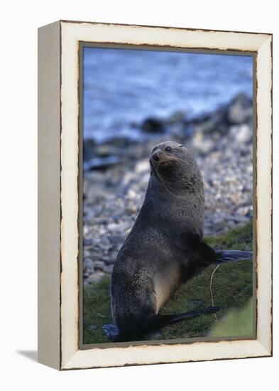 Antarctic Fur Seal-DLILLC-Framed Premier Image Canvas