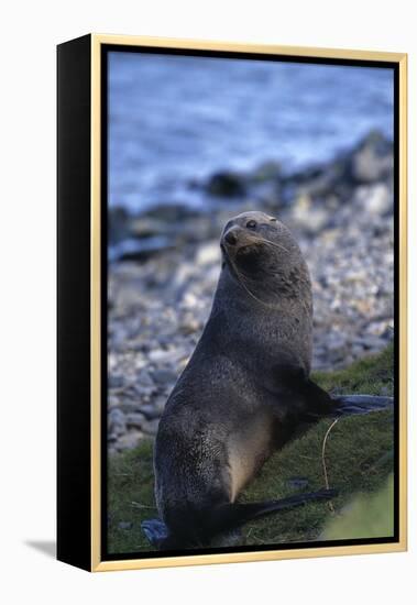 Antarctic Fur Seal-DLILLC-Framed Premier Image Canvas