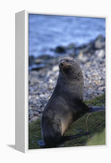 Antarctic Fur Seal-DLILLC-Framed Premier Image Canvas